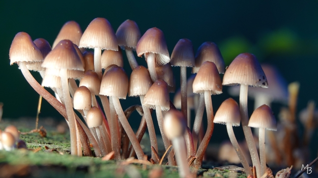 Marian Buurman -  - oktober;paddestoel;schimmel;herfst;fraaisteelmycena